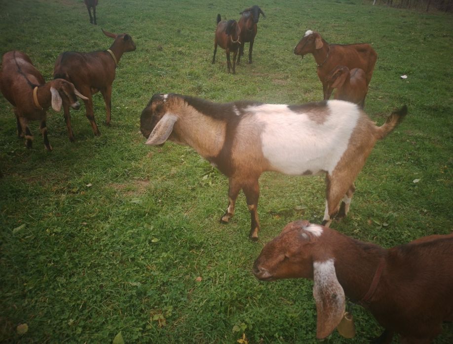 Țap de rasă anglo-nubian