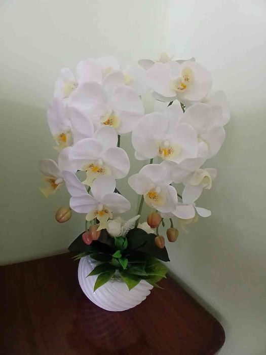 Arxideya  lola  decor gullar