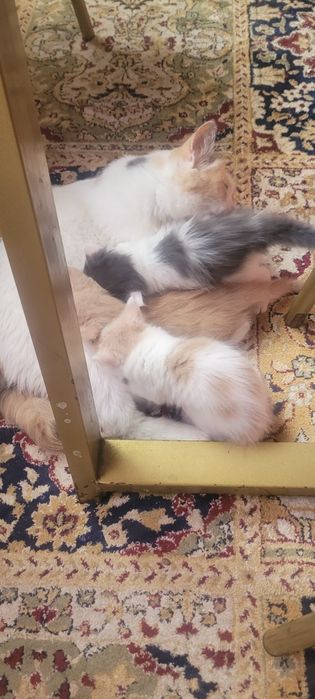 Отлам кошку с котятами