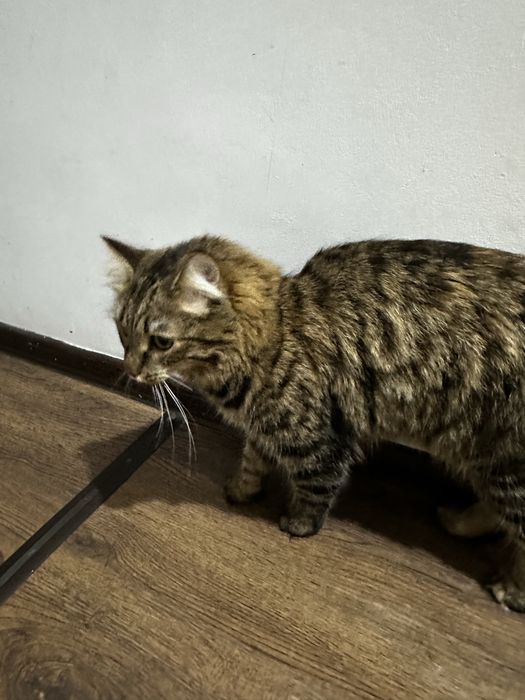 Отдам кошку в хорошие руки