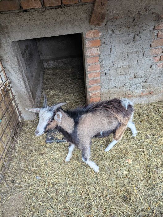 Ied capre țapi de vamzare