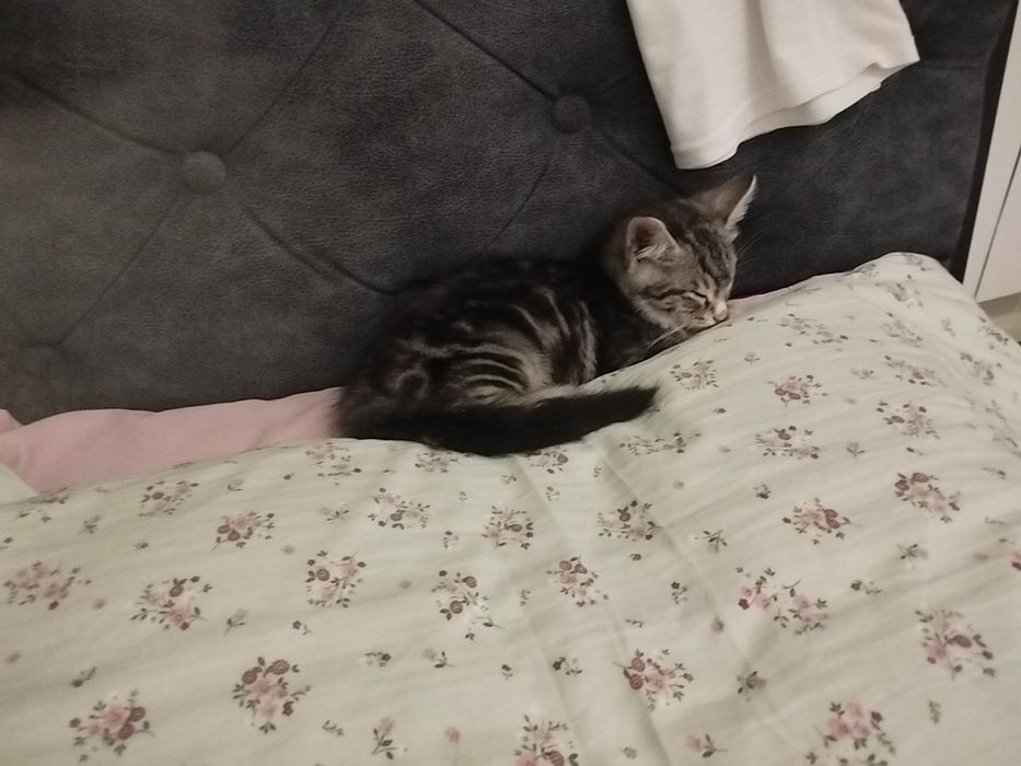 Катёнок днвочка .