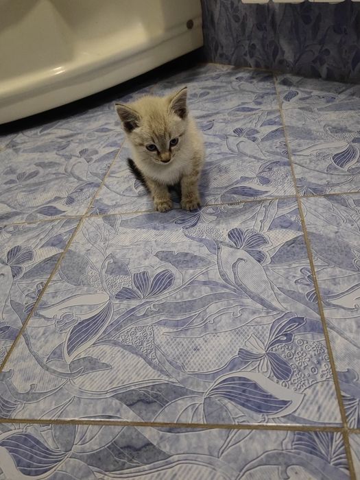 Кошки хорошие домашние