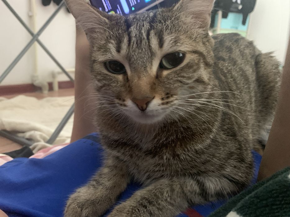 Кошка стрилизовнный тышқан аулайды