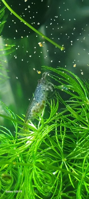 Аквариумные креветки