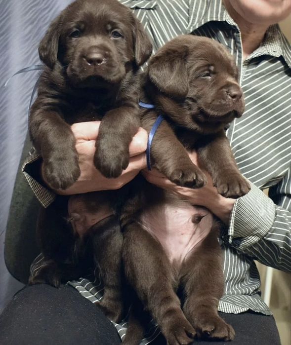 Шикарнейшие Щенята