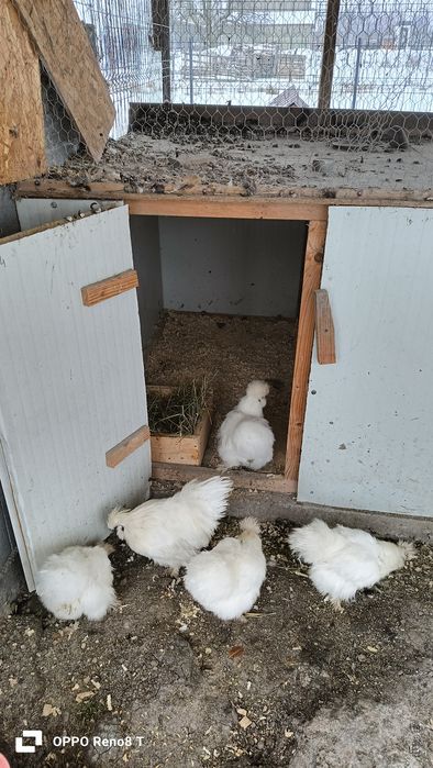 Vând mătase japoneză 4 găini+1 cocoș.