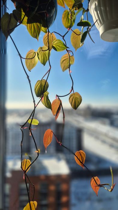 Филодендрон миканс