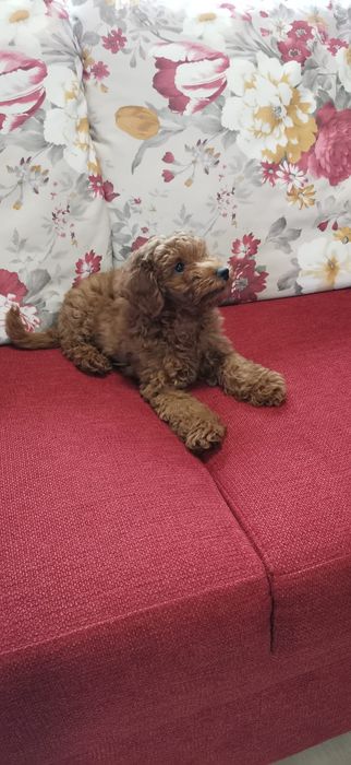 Pudel Red mini cu pedigree
