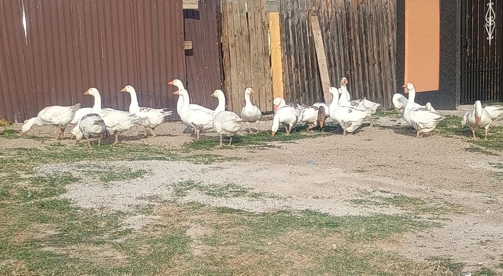 Vând gâște preț de la 150 lei