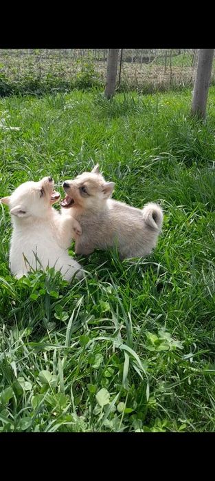 Западно сибирские щенки