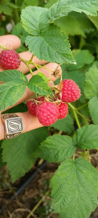 Продам саженцы малины