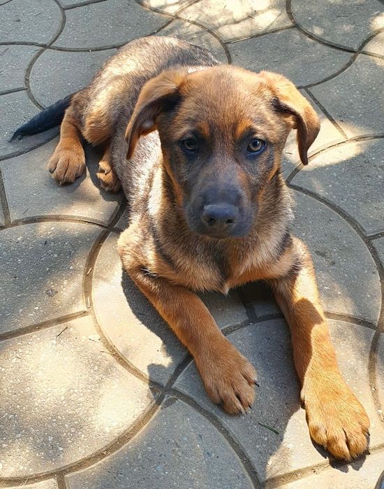 Dau pt adoptie 6 caini frumosi si lipiciosi, 4 baieti si 2 fete.