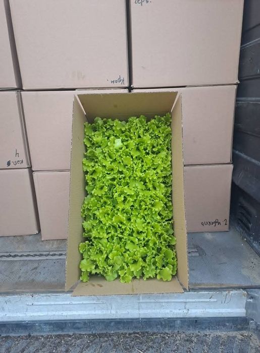 Разсад салата магданоз копър лук айсберг цвекло и др.