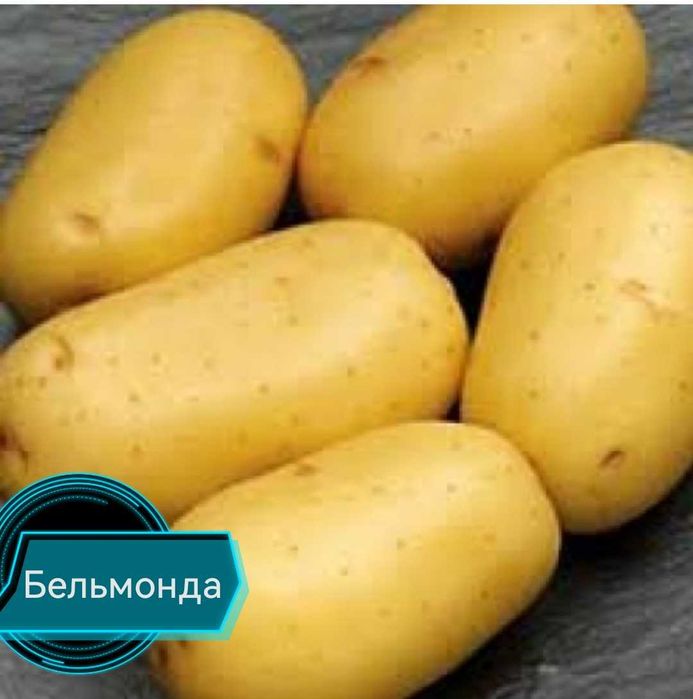 Картофель семенной 5 сортов