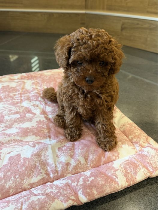 Той пудел/toy poodle