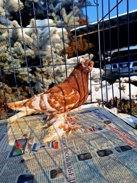 Продам голубку капканку