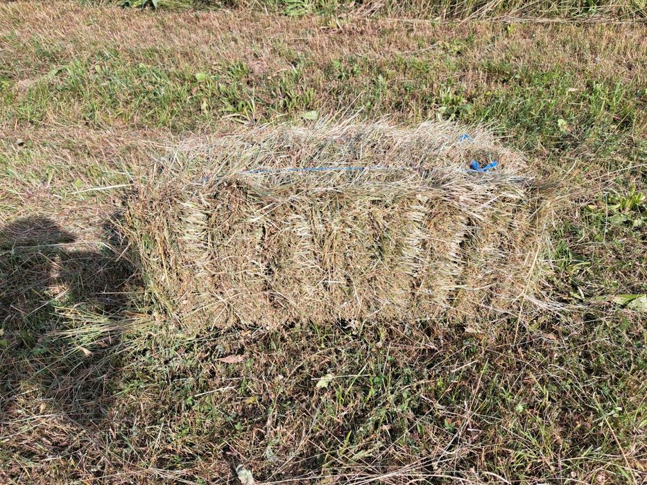 Baloti de vânzare ierburi semanate