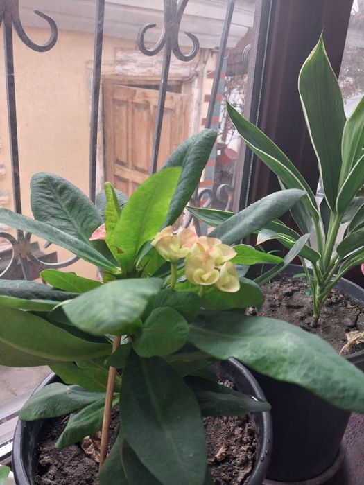 Большие комнатные цветы