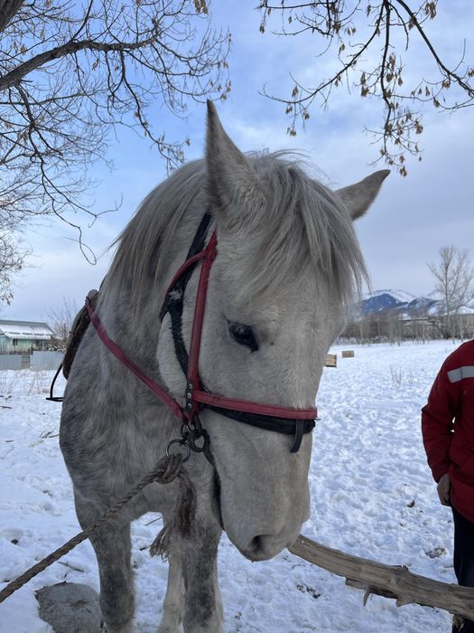 Айғыр сатылады!!!