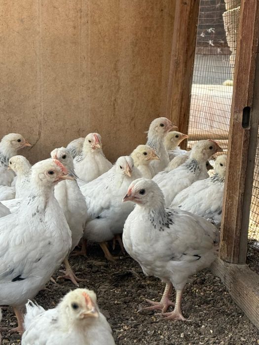 Продаются цыплята Адлера