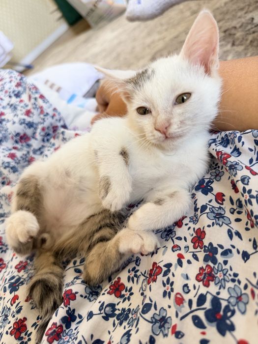 Маленький котенок в добрые руки