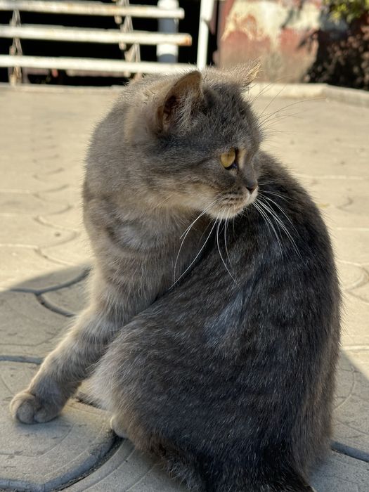 Кошечка в добрые руки