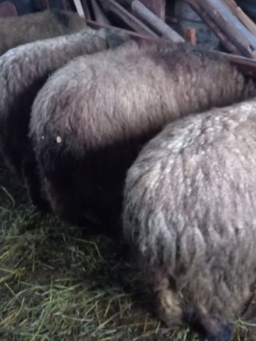 De vânzare oaie tigaie pentru sacrificat,și un berbecuț turcan.