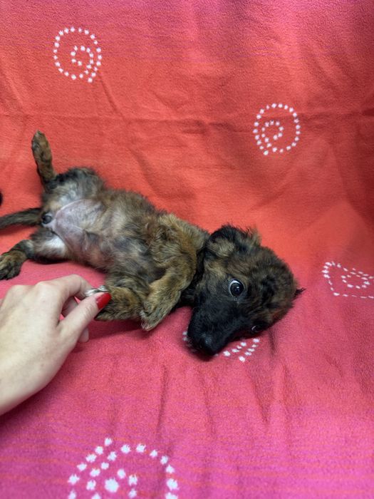 Donatie catelusa  talie mica