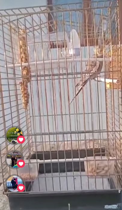 Se vinde Pereche de ninfe