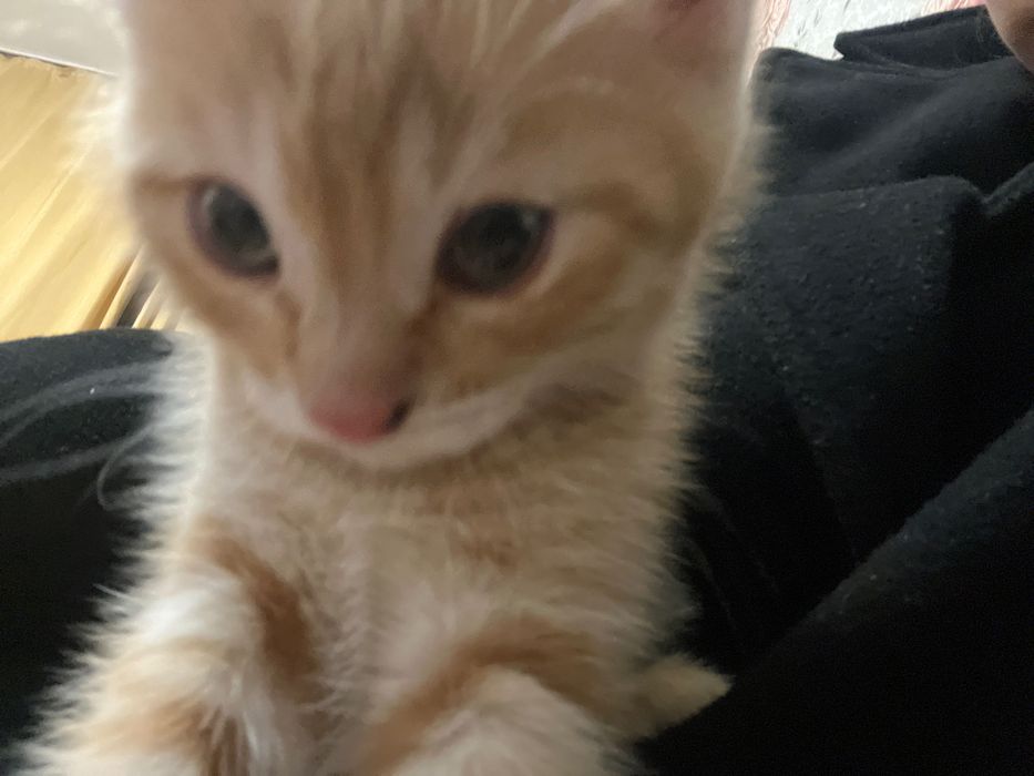 котенки продам срочно