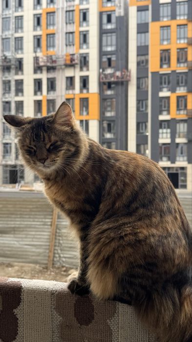 Потерялась Кошечка