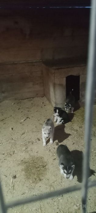 Продаются щенки хаски, Ташкент есть