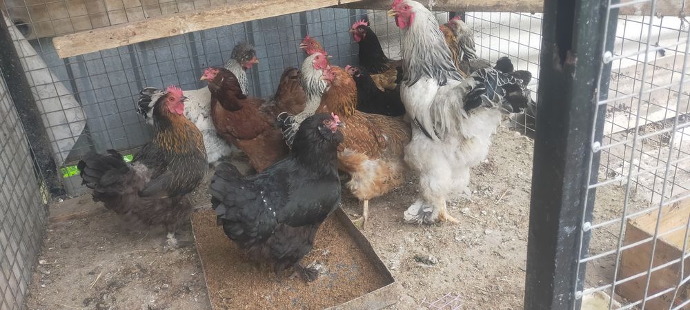 Продам курей годовалые несутся