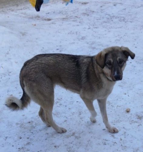 Щенки в добрые руки