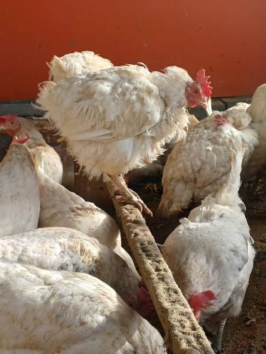 Тауктар сатылады