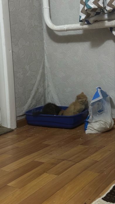 Отдам котят бесплатно!