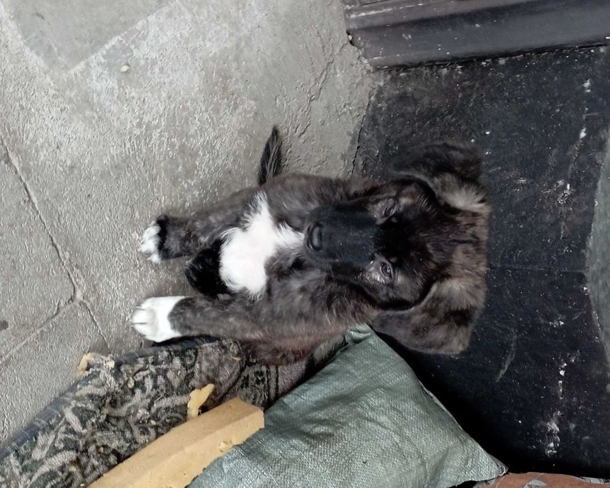 Щенок в добрые руки