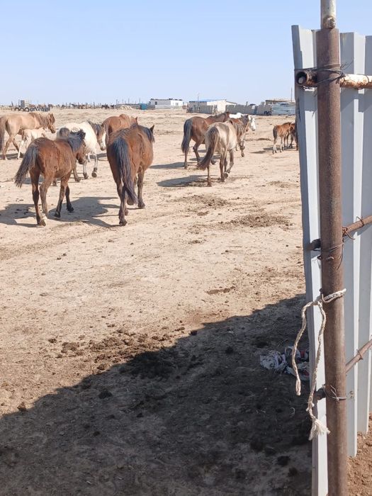 Ту бие сатылады…………..