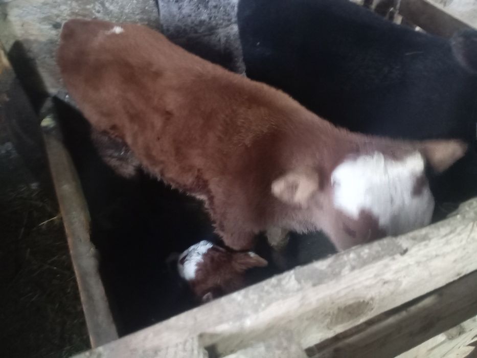 Продается телонок бычок