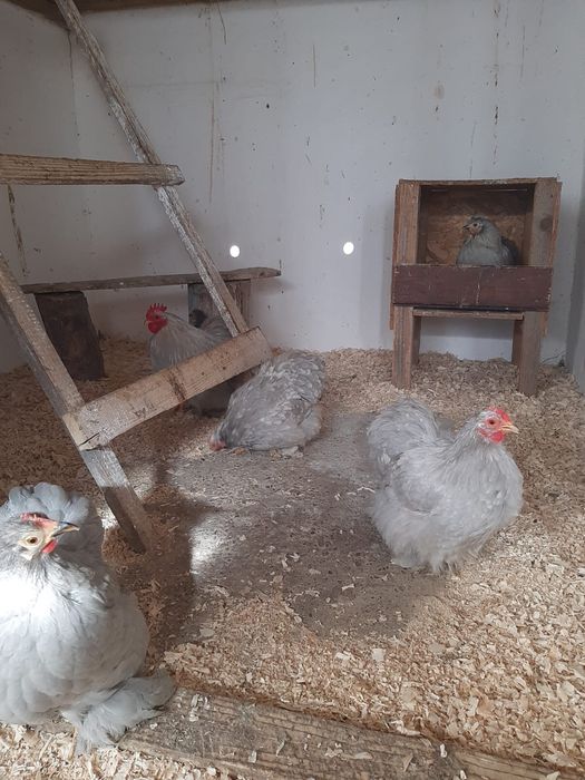 Vand oua de incubat cochinchina pitic lavanda