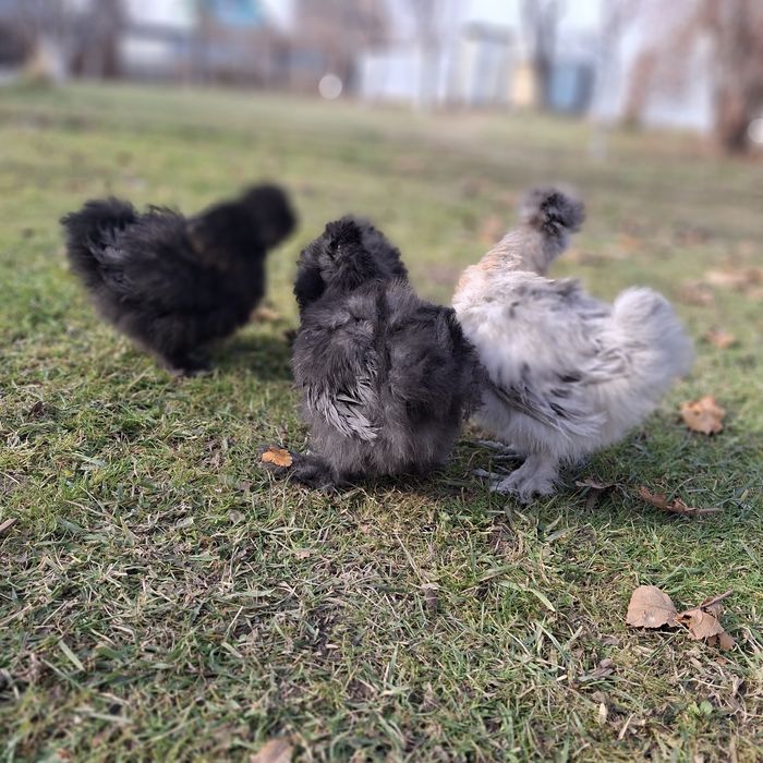 Китайские шёлковые куры