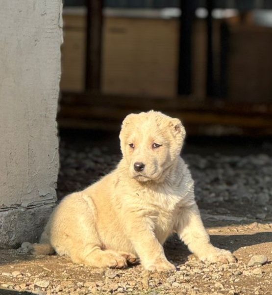 Тобет САО шенки продается