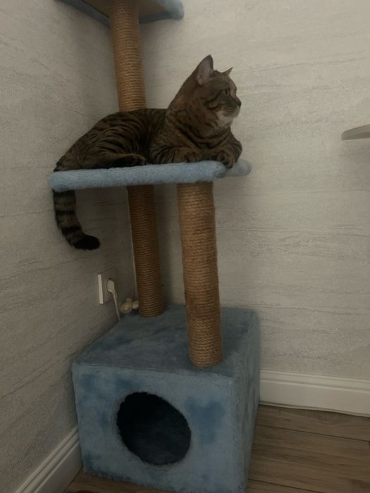 Отдам даром мальчика