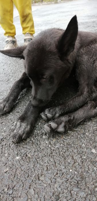 Срочно!!! Пристраиваем собачку!!!