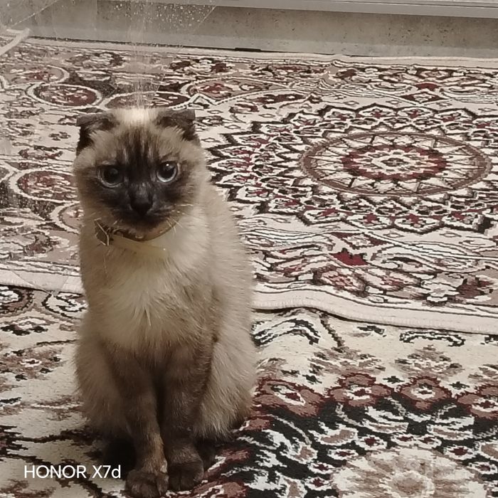 Mushuklar sotiladi arzon