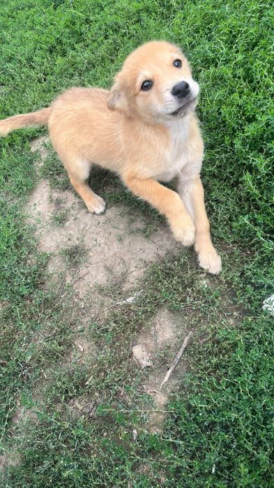 Catelusi pentru adoptie