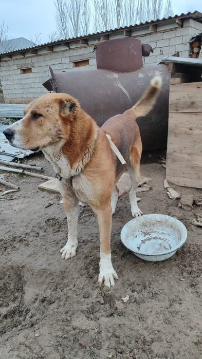 Продаётся Алабай