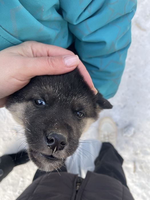 Отдам красивых упитанных щенят