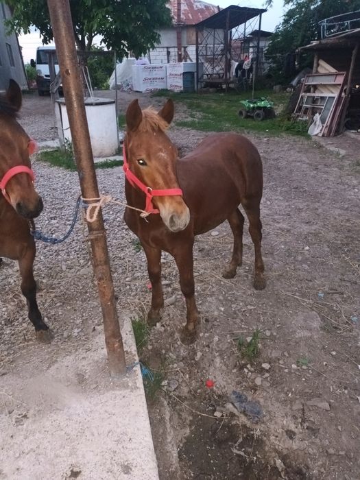 Vand 2 manji  de 5 luni  si 6 luni
